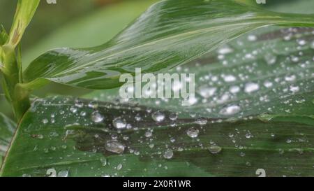 water droplets on banana leaf branches after rain Stock Photo