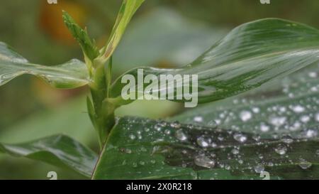 water droplets on banana leaf branches after rain Stock Photo