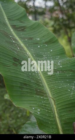 water droplets on banana leaf branches after rain Stock Photo