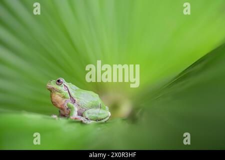On a palm leaf, fine art portrait of Italian tree frog (Hyla intermedia) Stock Photo