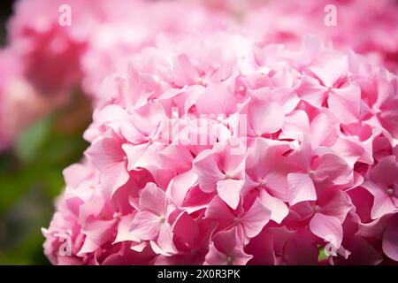 Pink hortensia blossom bushes on the fresh spring meadow. Springtime flowers backgrounds Stock Photo