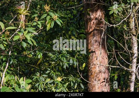 An eucalyptus tree trunk among a dense Colombian oak forest, illuminated by the afternoon sun, in the eastern Andean mountains of central Colombia Stock Photo