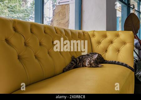A black and gray striped cat sleeping on a yellow tufted sofa, in a house at the colonial town of Villa de Leyva, in central Colombia. Stock Photo