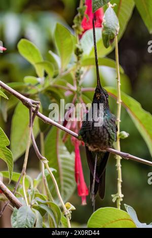 A sword-billed hummingbird perched on a twig of fuchsia Boliviana, in farm near the colonial town of Villa de Leyva, in central Colombia. Stock Photo