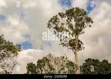 The top of an eucalyptus tree rises over the others trees in a forest, in the eastern Andean mountains of central Colombia. Stock Photo
