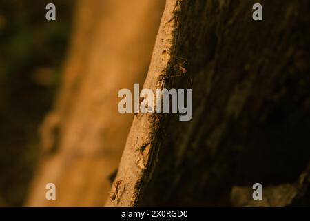 Close-up of tree trunk with red ants at Mangrove Ecotourism Centre PIK, Jakarta, Indonesia Stock Photo