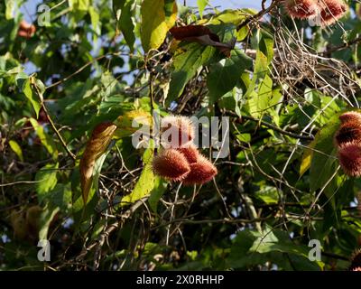 achiote fruits growing on bixa orellana tree Stock Photo - Alamy