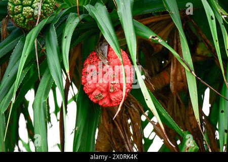 Pandanus tectorius: Fruit made up of wedge-like phalanges, often yellow, orange, or red with a green top Stock Photo