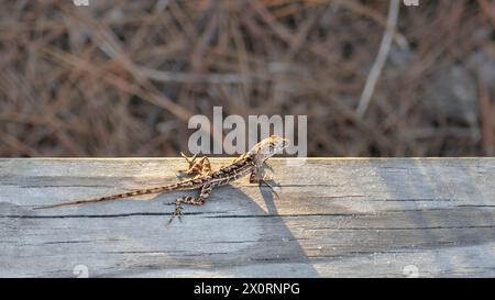 A brown anole (Anolis Sagrei) on a boardwalk with the sun shining on it, copy space, 16:9 Stock Photo