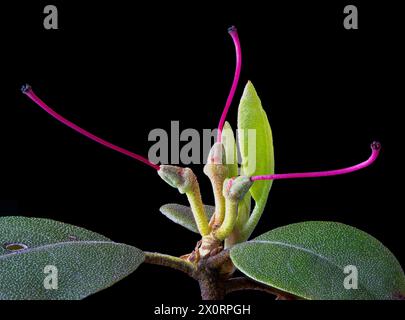 Magenta pistils remaining on dwarf purple rhododendron (Rhododendron impeditum) after flowers have dropped off. New leaf growth at rear right. Stock Photo