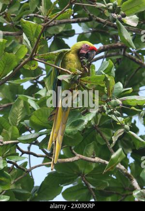 Great Green Macaw, Ara ambiguus, Psittacidae, Psittaciformes, Aves. Tortuguero, Costa Rica.  The Great Green Macaw (Ara ambiguus), also known as Buffo Stock Photo