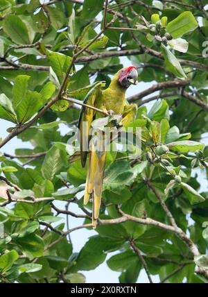 Great Green Macaw, Ara ambiguus, Psittacidae, Psittaciformes, Aves. Tortuguero, Costa Rica.  The Great Green Macaw (Ara ambiguus), also known as Buffo Stock Photo