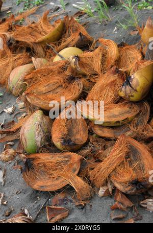 Coconut husks on a stretch of beach on the Caribbean Sea, Tortuguero, Costa Rica. Stock Photo