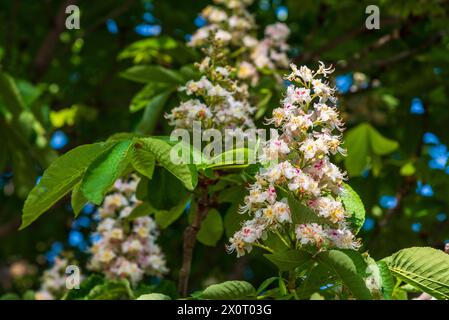 Flores de castaño de indias, aesculus hippocastanum, en su árbol en primavera Stock Photo