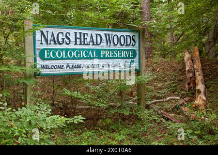 Nags Head Woods, a Nature Conservancy Preserve.  Nags Head, North Carolina. Stock Photo