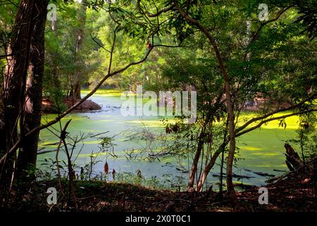 Nags Head Woods, a Nature Conservancy Preserve.  Nags Head, North Carolina. Stock Photo