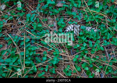 Nags Head Woods, a Nature Conservancy Preserve.  Nags Head, North Carolina.  Pine Cone on Forest Floor. Stock Photo