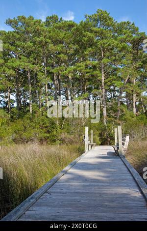 Nags Head Woods, a Nature Conservancy Preserve.  Nags Head, North Carolina.  Roanoke Trail, Loblolly Pine Trees. Stock Photo