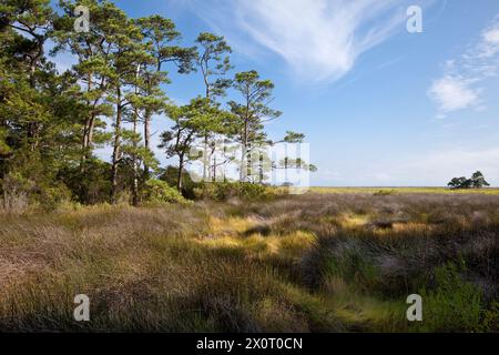 Nags Head Woods, a Nature Conservancy Preserve.  Nags Head, North Carolina.  Roanoke Trail, Loblolly Pine Trees, Wetlands Marsh. Stock Photo