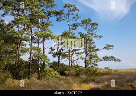 Nags Head Woods, a Nature Conservancy Preserve.  Nags Head, North Carolina.  Roanoke Trail, Loblolly Pine Trees, Wetlands Marsh. Stock Photo