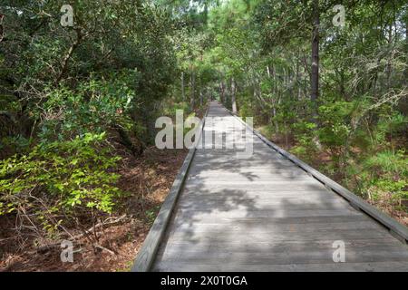 Outer Banks Nature Walk, near Currituck Light House, North Carolina.  A forested dune on an outer bank barrier island.    Loblolly pine (pinus taeda) Stock Photo