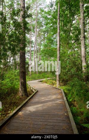 Outer Banks Nature Walk, near Currituck Light House, North Carolina.  Example of forest on a barrier island.   Loblolly pine (pinus taeda) and live oa Stock Photo