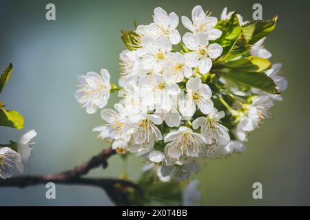 Blooming cherry tree Stock Photo