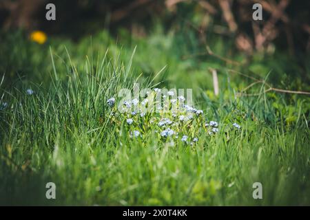 Forget-me-nots Stock Photo