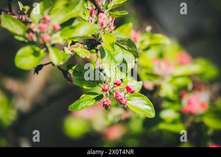 Blooming apple tree Stock Photo