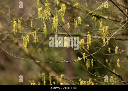 A bunch of boxelder maple tree flower and leaf clusters on a branches in the afternoon sunlight in the Spring. Latin name is Acer Negundo. Stock Photo