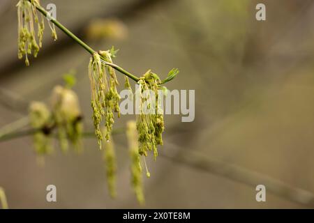 A tip of a boxelder maple tree branch with male flower and leaf clusters on an overcast day in the Spring, just after a rain. Stock Photo