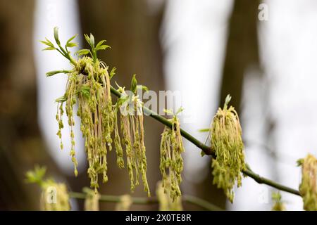A tip of a boxelder maple tree branch with male flower and leaf clusters on an overcast day in the Spring, just after a rain. Stock Photo