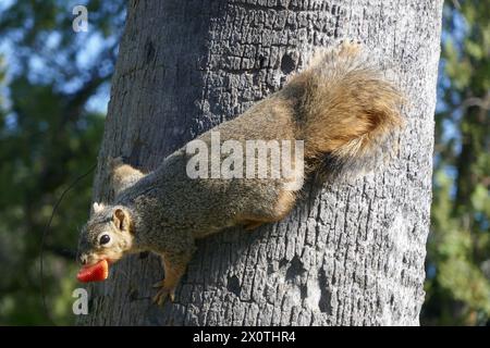 Hollywood, California, USA 9th April 2024 Squirrel on palm tree at Hollywood Forever Cemetery on April 9, 2024 in Hollywood, California, USA. Photo by Barry King/Alamy Stock Photo Stock Photo