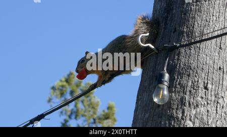 Hollywood, California, USA 9th April 2024 Squirrel on palm tree at Hollywood Forever Cemetery on April 9, 2024 in Hollywood, California, USA. Photo by Barry King/Alamy Stock Photo Stock Photo