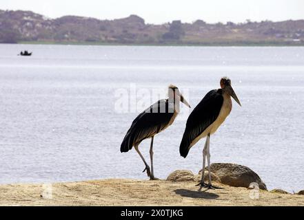 Pair of marabou storks on the shore of Lake Victoria with a small boat in the distance Stock Photo