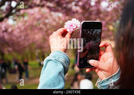 As the cherry blossoms blossomed, a woman takes a macro photo of the flower, in Berlin Kirschblütenallee am Berliner Mauerweg, Germany Stock Photo