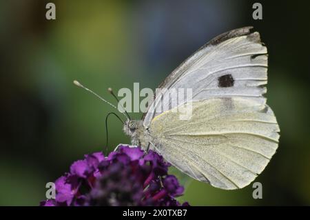 Cabbage White Butterfly Stock Photo