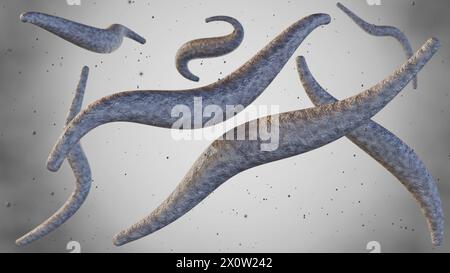 3d rendering of Fusobacterium, especially F. necrophorum and F. nucleatum, is a major cause of Lemierre's Syndrome Stock Photo
