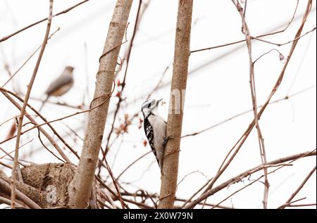 Downy woodpecker sitting on a small tree Stock Photo