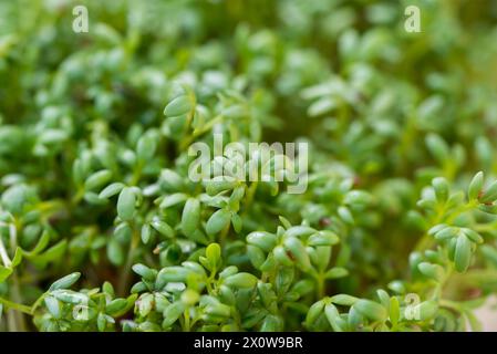 Garden cress (Lepidium sativum) spring leaves closeup selective focus Stock Photo