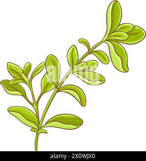 Marjoram Branch Colored Detailed Illustration. Stock Vector