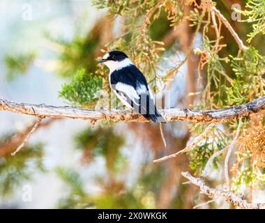 Collared Flycatcher (Ficedula albicollis), Paphos, Cyprus Stock Photo