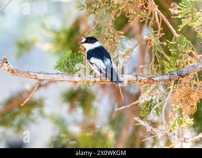 Collared Flycatcher (Ficedula albicollis), Paphos, Cyprus Stock Photo