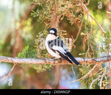 Collared Flycatcher (Ficedula albicollis), Paphos, Cyprus Stock Photo