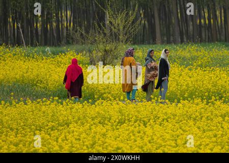 Srinagar, India. 13th Apr, 2024. Kashmiri women walk through the blooming mustard fields during the spring season in Pulwama, south of Srinagar. The spring season in Kashmir valley is a period of two long months starting from mid-March and ends in mid-May. According to the Directorate of Agriculture of the state government of Jammu and Kashmir, the Kashmir valley comprising six districts has an estimated area of 65 thousand hectares of paddy land under mustard cultivation, which is about 40 per cent of the total area under paddy. Credit: SOPA Images Limited/Alamy Live News Stock Photo