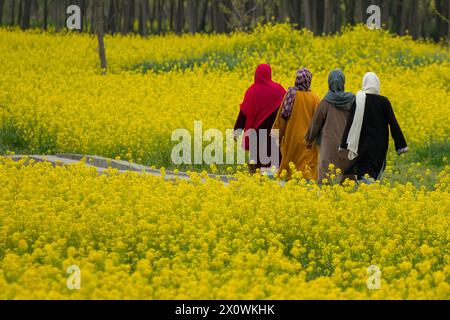 Srinagar, India. 13th Apr, 2024. Kashmiri women walk through the blooming mustard fields during the spring season in Pulwama, south of Srinagar. The spring season in Kashmir valley is a period of two long months starting from mid-March and ends in mid-May. According to the Directorate of Agriculture of the state government of Jammu and Kashmir, the Kashmir valley comprising six districts has an estimated area of 65 thousand hectares of paddy land under mustard cultivation, which is about 40 per cent of the total area under paddy. Credit: SOPA Images Limited/Alamy Live News Stock Photo