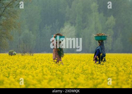 Kashmiri women carrying cow dung to be used as fertilizer walk through the blooming mustard fields during the spring season in Pulwama, south of Srinagar. The spring season in Kashmir valley is a period of two long months starting from mid-March and ends in mid-May. According to the Directorate of Agriculture of the state government of Jammu and Kashmir, the Kashmir valley comprising six districts has an estimated area of 65 thousand hectares of paddy land under mustard cultivation, which is about 40 per cent of the total area under paddy. Stock Photo