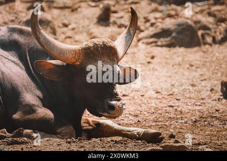 . Gaur Bull, Bos Gaurus Or Indian Bison Resting On Ground. It Is The Largest Species Among The Wild Cattle. In Malaysia, It Is Called Seladang, And Stock Photo