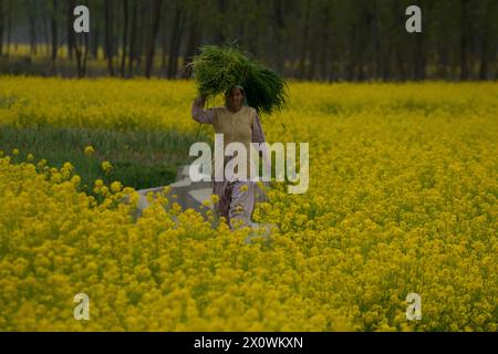 A Kashmiri elderly woman carrying a sack walks through the blooming mustard fields during the spring season in Pulwama, south of Srinagar. The spring season in Kashmir valley is a period of two long months starting from mid-March and ends in mid-May. According to the Directorate of Agriculture of the state government of Jammu and Kashmir, the Kashmir valley comprising six districts has an estimated area of 65 thousand hectares of paddy land under mustard cultivation, which is about 40 per cent of the total area under paddy. (Photo by Faisal Bashir/SOPA Images/Sipa USA) Stock Photo