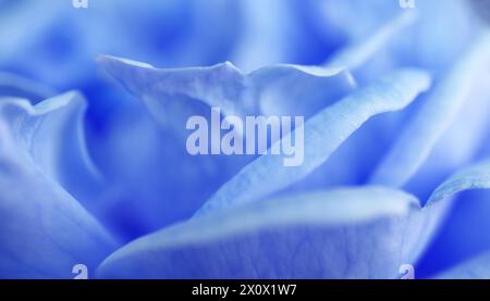 Closeup of amazing blooming rose in light blue color Stock Photo